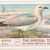 Common Gull.