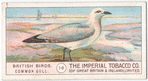 Common Gull.