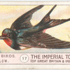 Swallow.