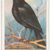 Blackbird.