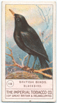 Blackbird.