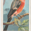 Bullfinch.