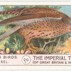 Kestrel-Hawk.