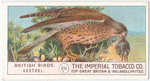 Kestrel-Hawk.