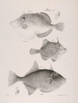 186. The Orange File-fish (Monocanthus aurantiacus). 187. He Massachusetts File-fish (M. massachusettensis). 188. The Dusky Balistes (Balistes fuliginosus).