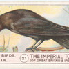 Jackdaw.