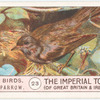 Hedge-Sparrow.