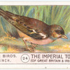 Chaffinch.