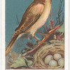 Nightingale.