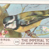 Tomtit.