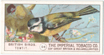 Tomtit.