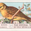 Yellowhammer.