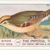 Golden-Crested Wren.