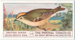 Golden-Crested Wren.