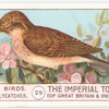 Spotted Flycatcher.