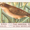 Reed-Warbler.