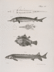 189. The Sharp-nose Sturgeon (Acipencer oxyrhincus). View of under side, and head viewed from above. 190. The Dromedary Trunk-fish (Lactophrys camelinus). 191.The Lake Sturgeon (Acipencer rubicundus).