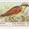 Red-Backed Shrike.