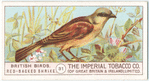 Red-Backed Shrike.