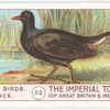 Moorhen.