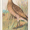 Curlew.