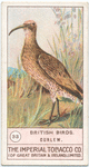 Curlew.
