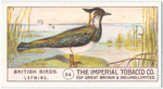 Lapwing.