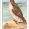 Guillemot.
