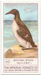 Guillemot.