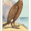Cormorant.