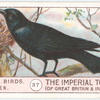 Raven.