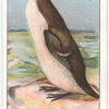 Great Auk.