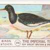 Oyster Catcher.