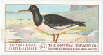 Oyster Catcher.