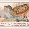 Corncrake.