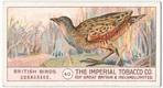 Corncrake.