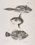 192. The Long-tailed Unicorn-fish (Aluteres cuspicauda). 193. The Short Head-fish (Orthagoriscus mola). 194. The Thread File-fish (Monocanthus setifer).