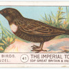 Ring Ouzel.