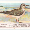 Common Sandpiper.
