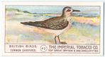 Common Sandpiper.