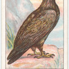 Golden Eagle.