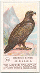 Golden Eagle.