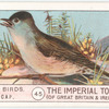 Blackcap.