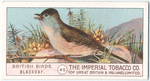 Blackcap.