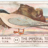Common Tern.