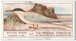 Common Tern.