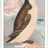 Razorbill.
