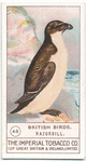 Razorbill.