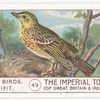 Tree-Pipit.