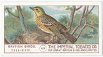 Tree-Pipit.